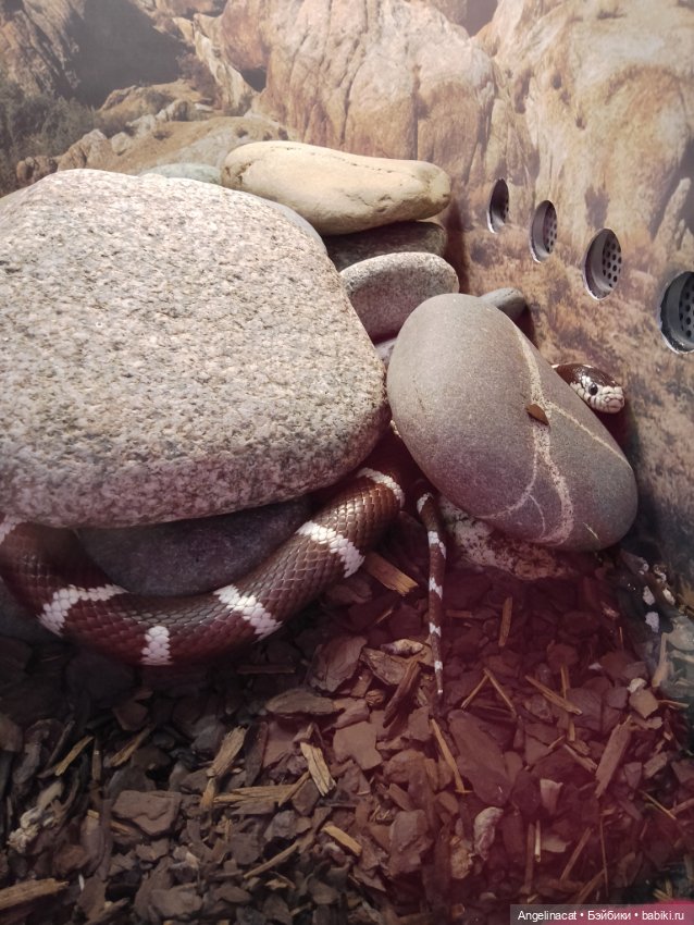 Ева в экзотариуме — Мягкие игровые и текстильные куклы: тряпичные