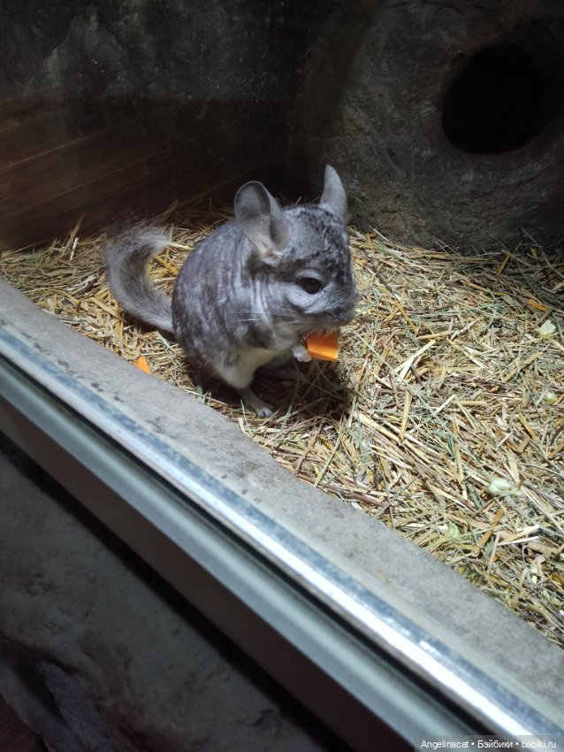 Ева в экзотариуме — Мягкие игровые и текстильные куклы: тряпичные (фото 10)