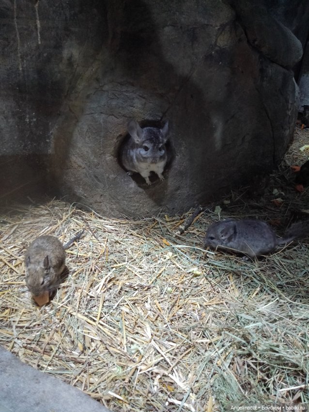 Ева в экзотариуме — Мягкие игровые и текстильные куклы: тряпичные (фото 9)