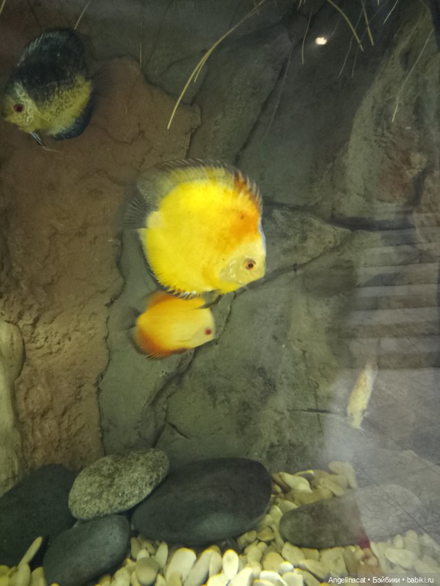 Ева в экзотариуме — Мягкие игровые и текстильные куклы: тряпичные (фото 3)