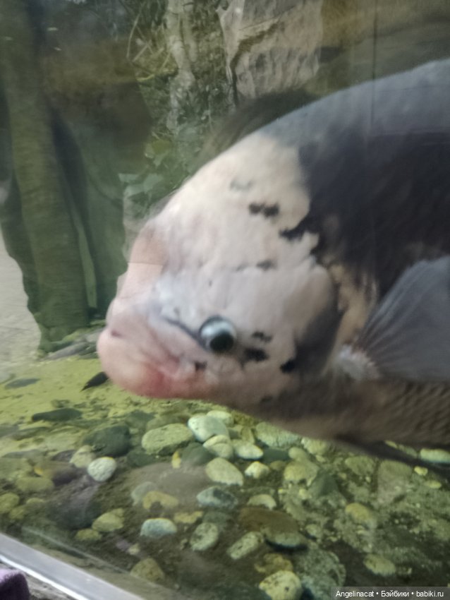 Ева в экзотариуме — Мягкие игровые и текстильные куклы: тряпичные