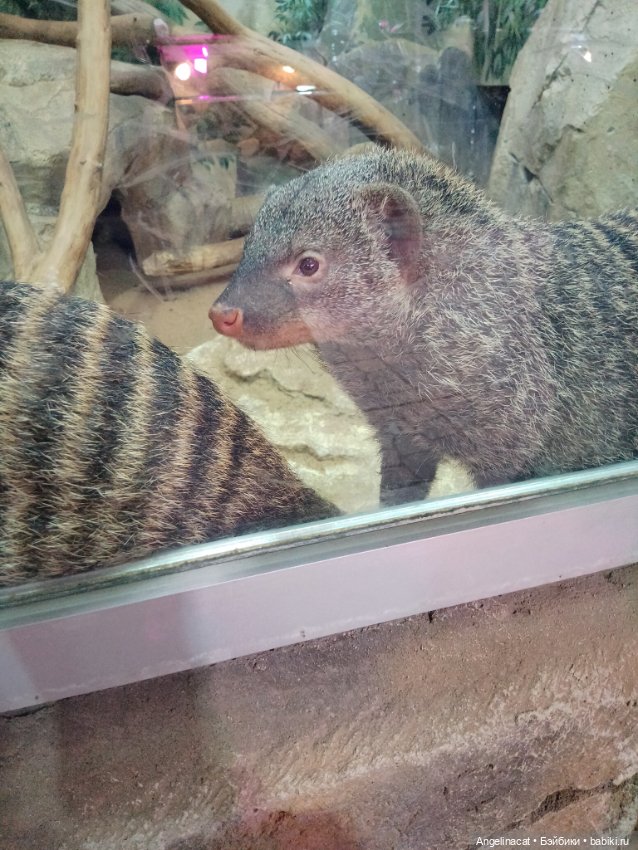 Ева в экзотариуме — Мягкие игровые и текстильные куклы: тряпичные