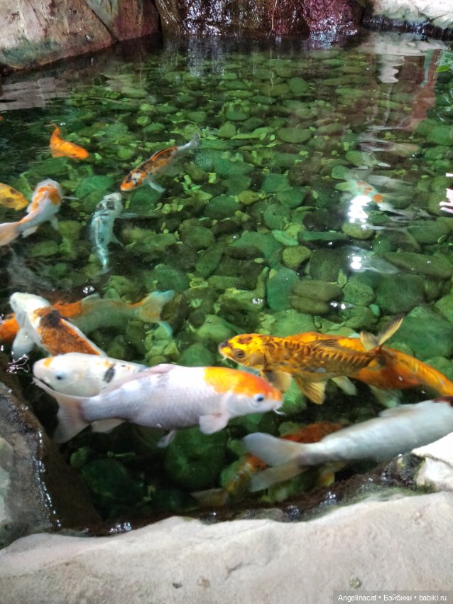 Ева в экзотариуме — Мягкие игровые и текстильные куклы: тряпичные (фото 6)