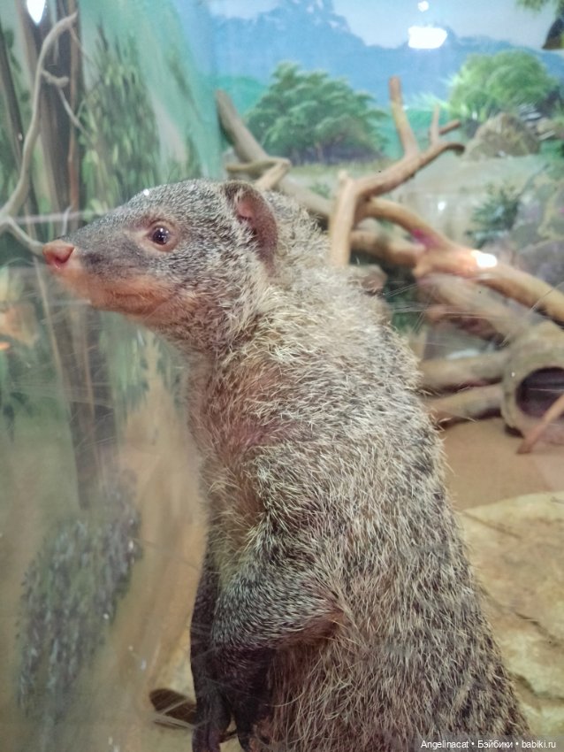 Ева в экзотариуме — Мягкие игровые и текстильные куклы: тряпичные