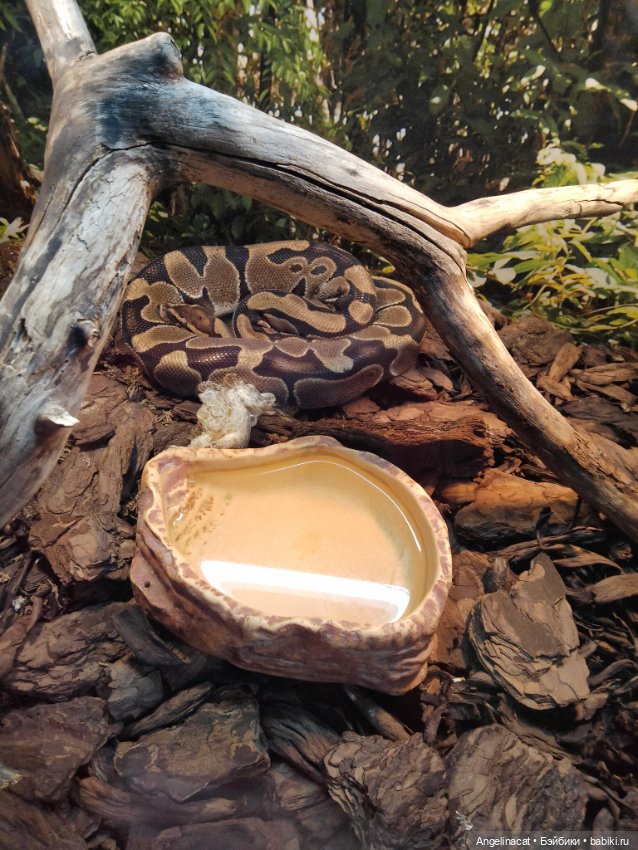 Ева в экзотариуме — Мягкие игровые и текстильные куклы: тряпичные