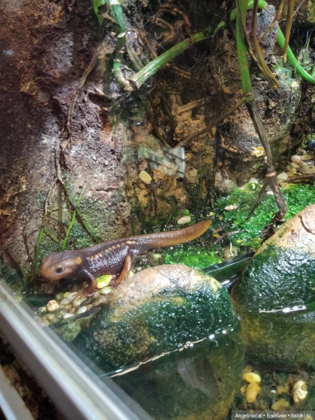 Ева в экзотариуме — Мягкие игровые и текстильные куклы: тряпичные