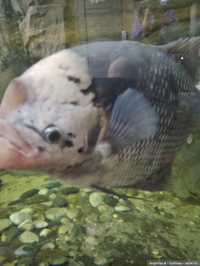 Ева в экзотариуме — Мягкие игровые и текстильные куклы: тряпичные