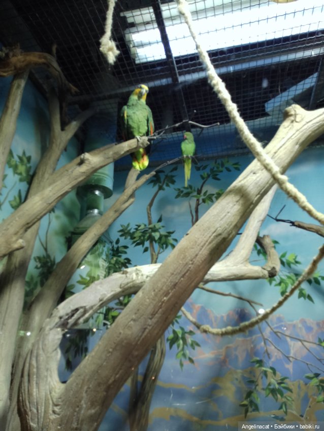 Ева в экзотариуме — Мягкие игровые и текстильные куклы: тряпичные