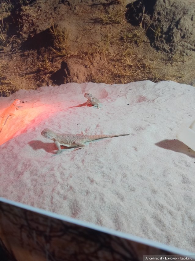 Ева в экзотариуме — Мягкие игровые и текстильные куклы: тряпичные