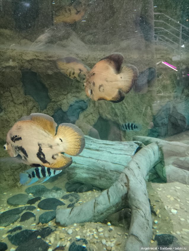 Ева в экзотариуме — Мягкие игровые и текстильные куклы: тряпичные