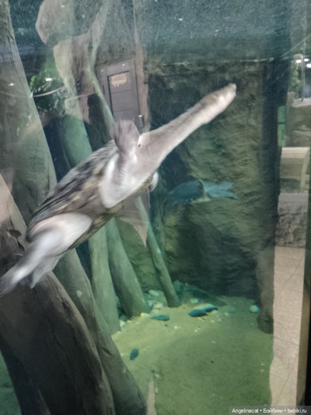 Ева в экзотариуме — Мягкие игровые и текстильные куклы: тряпичные