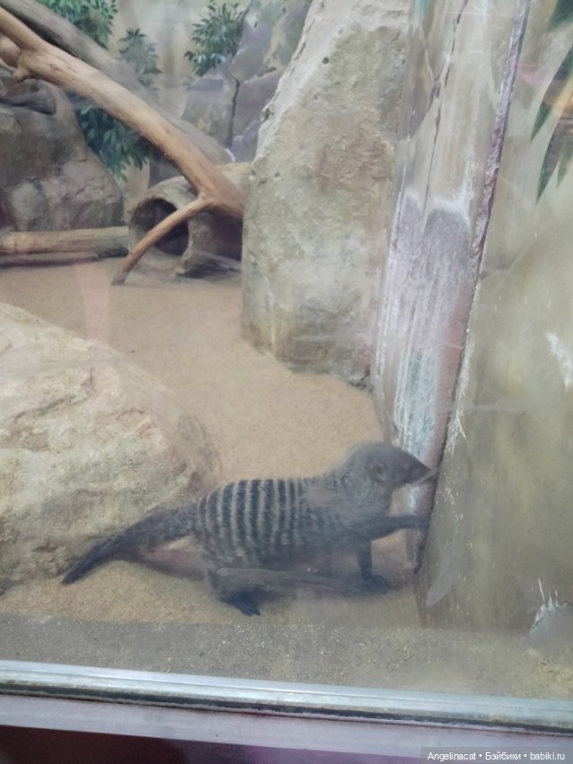 Ева в экзотариуме — Мягкие игровые и текстильные куклы: тряпичные