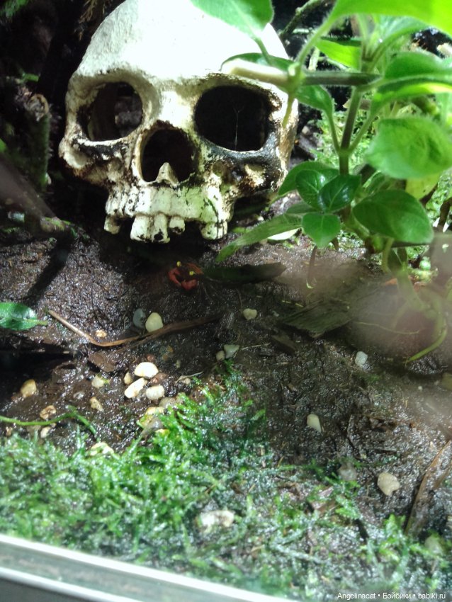 Ева в экзотариуме — Мягкие игровые и текстильные куклы: тряпичные (фото 7)