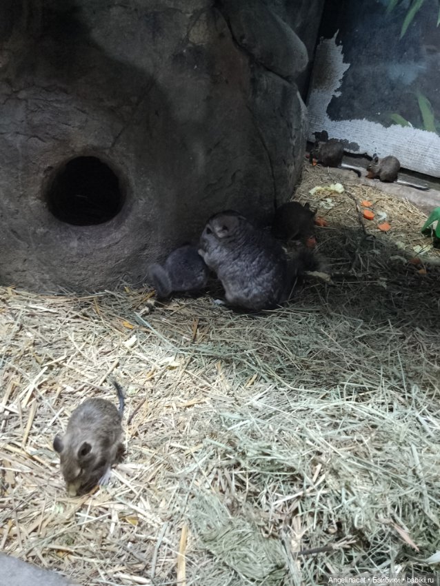 Ева в экзотариуме — Мягкие игровые и текстильные куклы: тряпичные