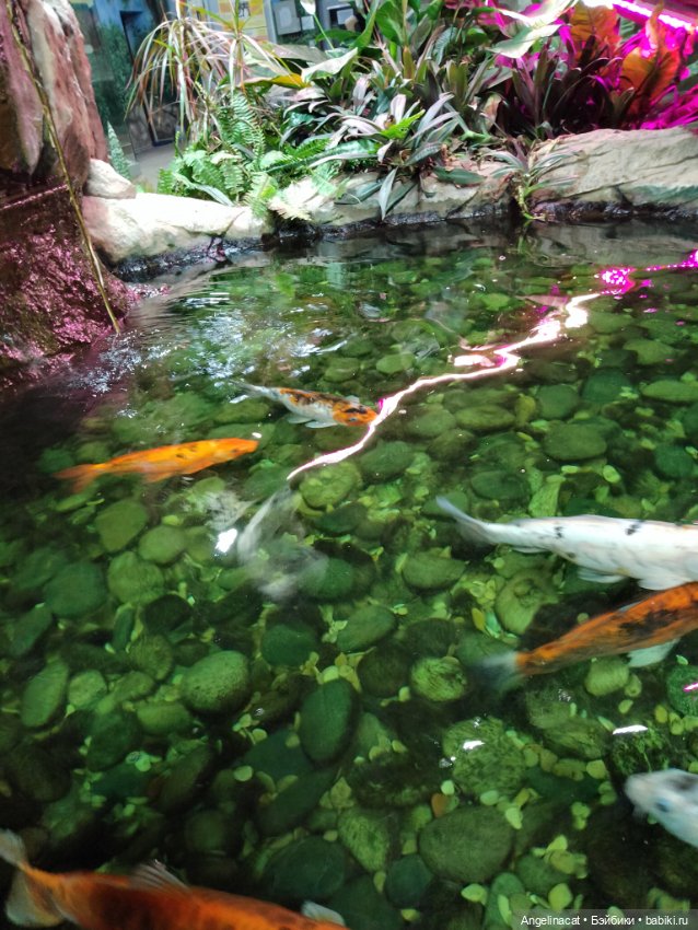 Ева в экзотариуме — Мягкие игровые и текстильные куклы: тряпичные (фото 5)