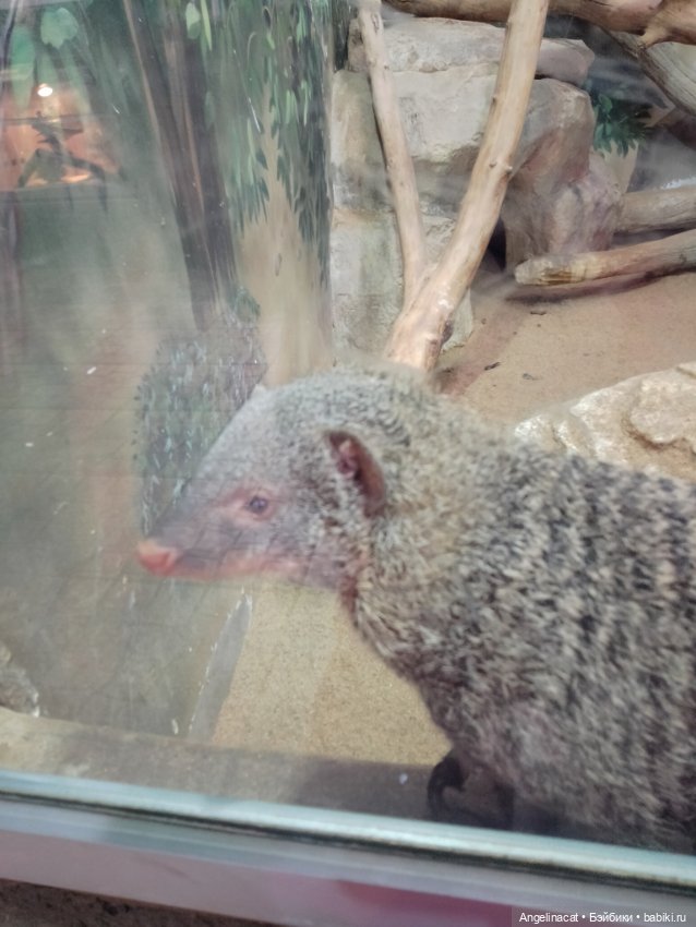 Ева в экзотариуме — Мягкие игровые и текстильные куклы: тряпичные