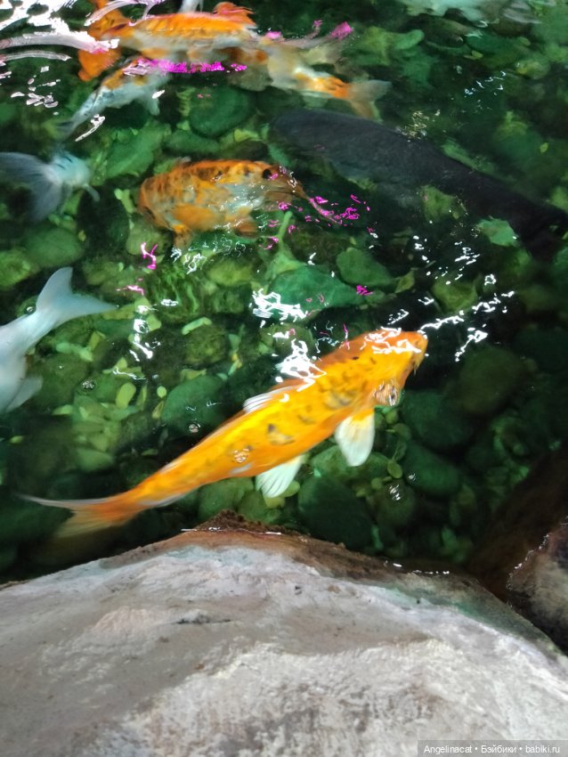 Ева в экзотариуме — Мягкие игровые и текстильные куклы: тряпичные (фото 4)