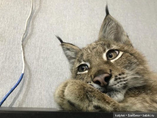 Мурзук — Коллекционные игрушки и фигурки: Lego