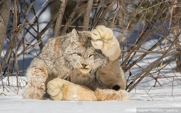 Мурзук — Коллекционные игрушки и фигурки: Lego