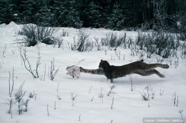 Мурзук — Коллекционные игрушки и фигурки: Lego