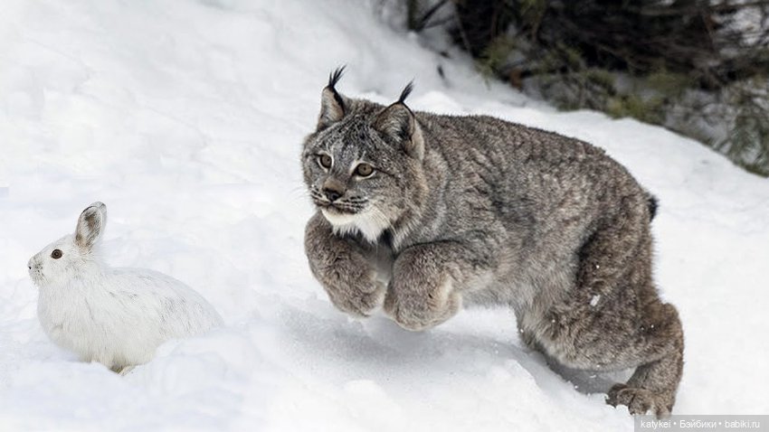 Мурзук — Коллекционные игрушки и фигурки: Lego