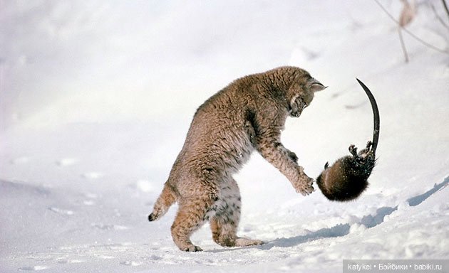 Мурзук — Коллекционные игрушки и фигурки: Lego