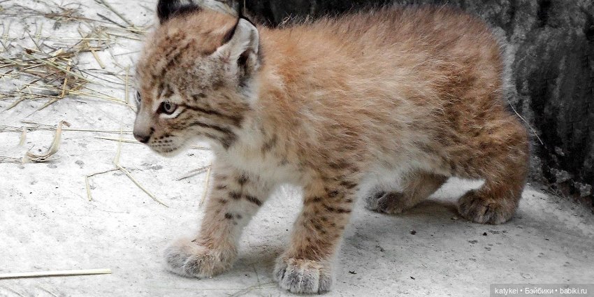 Мурзук — Коллекционные игрушки и фигурки: Lego