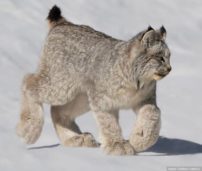 Мурзук — Коллекционные игрушки и фигурки: Lego