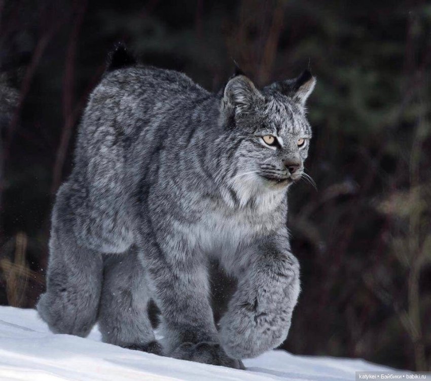 Мурзук — Коллекционные игрушки и фигурки: Lego