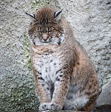 Мурзук — Коллекционные игрушки и фигурки: Lego