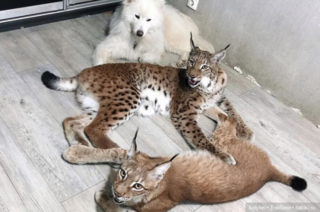 Мурзук — Коллекционные игрушки и фигурки: Lego