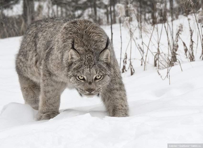 Мурзук — Коллекционные игрушки и фигурки: Lego