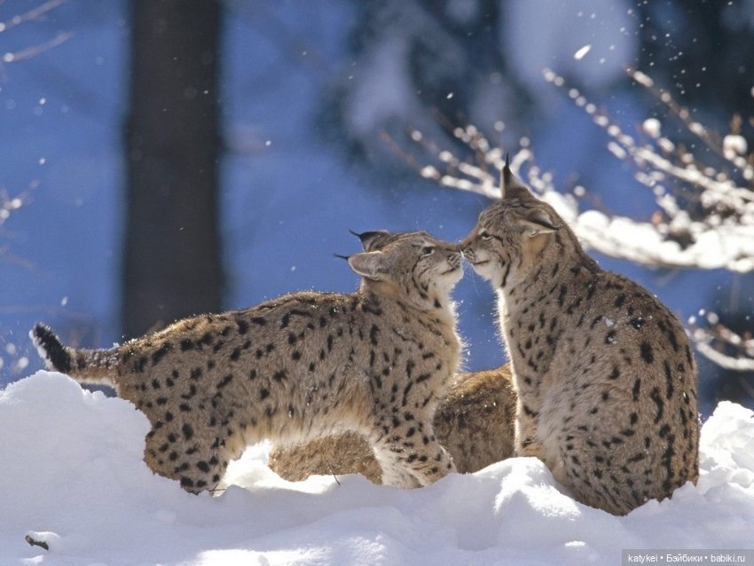 Мурзук — Коллекционные игрушки и фигурки: Lego