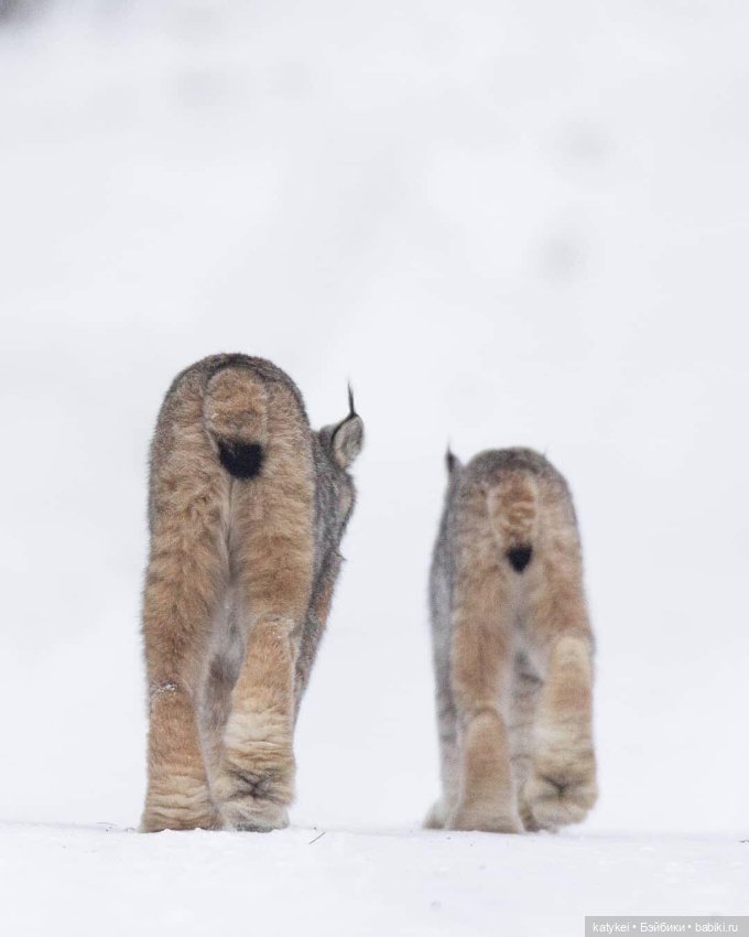 Мурзук — Коллекционные игрушки и фигурки: Lego