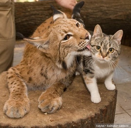 Мурзук — Коллекционные игрушки и фигурки: Lego