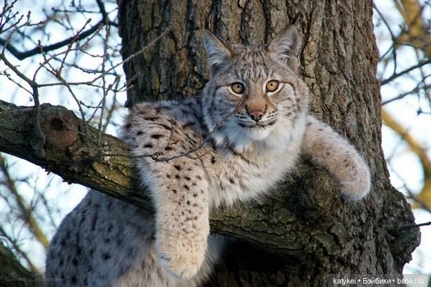 Мурзук — Коллекционные игрушки и фигурки: Lego