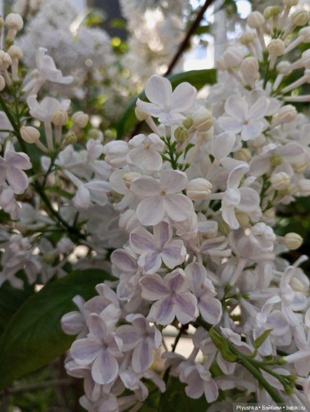 Репетиция весны 2025. Часть 1. Сирень и Юки