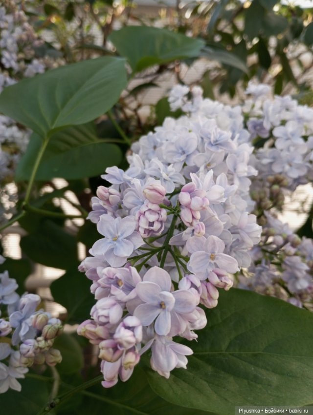 Репетиция весны 2025. Часть 1. Сирень и Юки