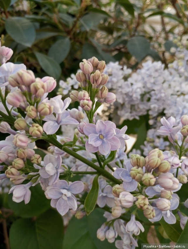 Репетиция весны 2025. Часть 1. Сирень и Юки