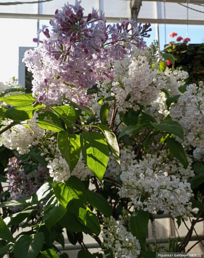 Репетиция весны 2025. Часть 1. Сирень и Юки (фото 4)