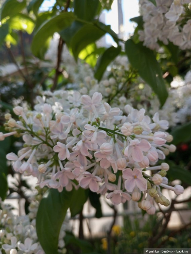 Репетиция весны 2025. Часть 1. Сирень и Юки (фото 8)