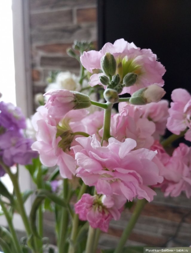 Юки ♡ новенькая — Аниме куклы (MJD/Винил): Imomo (фото 2)