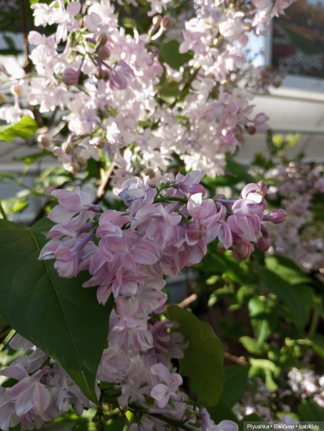 Репетиция весны 2025. Часть 1. Сирень и Юки (фото 6)