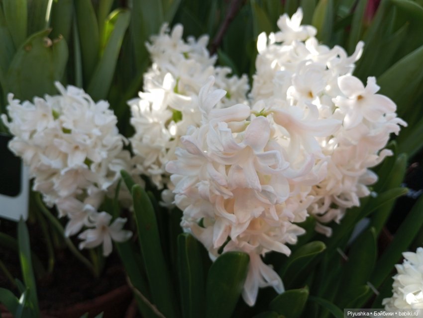 Репетиция весны 2025. Часть 1. Сирень и Юки