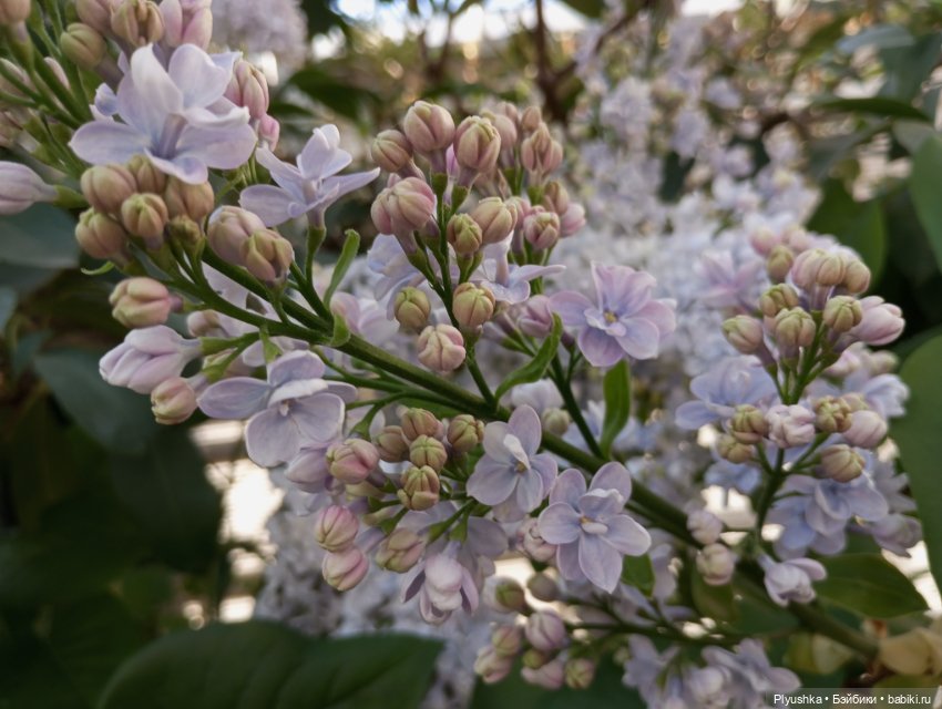 Репетиция весны 2025. Часть 1. Сирень и Юки