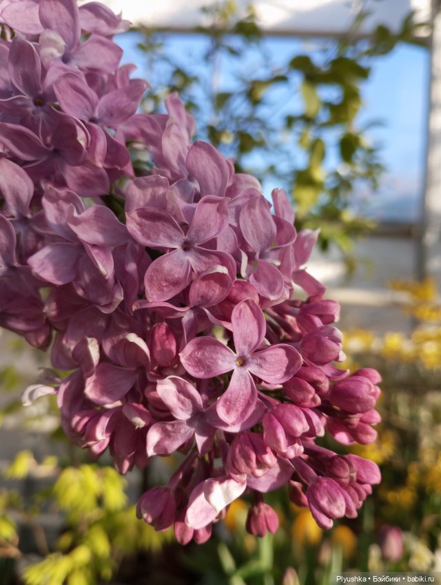 Репетиция весны 2025. Часть 1. Сирень и Юки (фото 2)