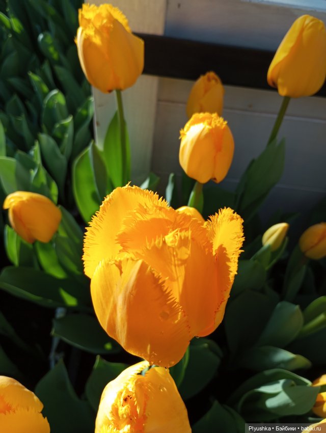 Репетиция весны 2025. Часть 3. Солнечные оттенки (фото 5)