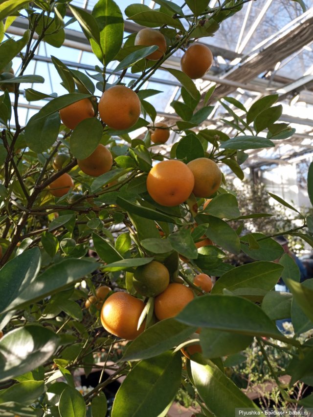 Репетиция весны 2025. Часть 3. Солнечные оттенки (фото 3)