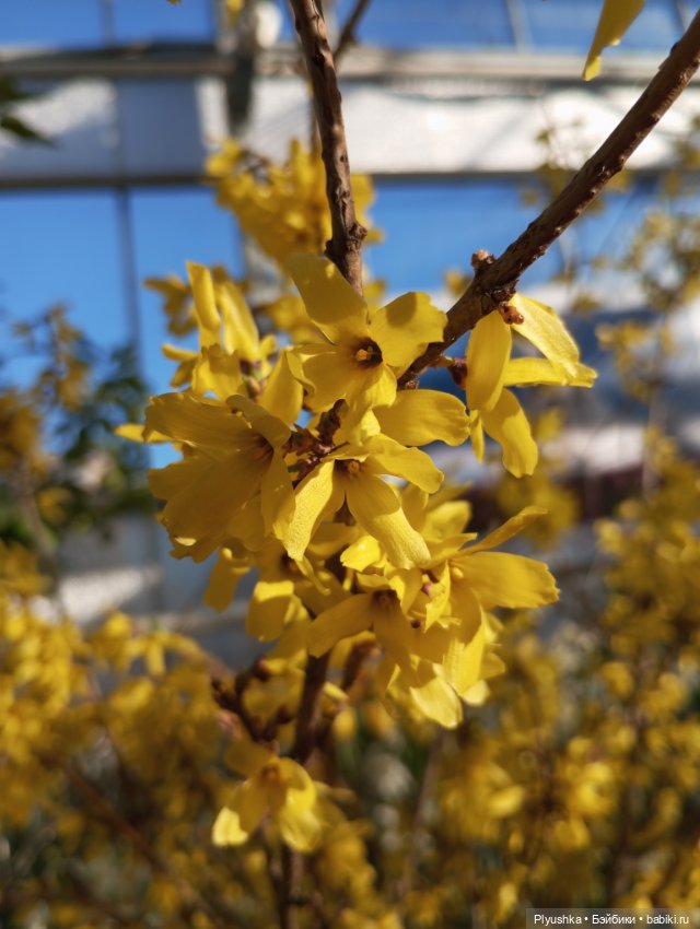 Репетиция весны 2025. Часть 3. Солнечные оттенки (фото 2)