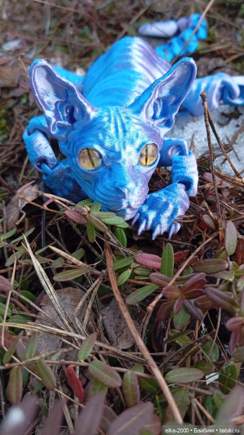 Голубой, голубой или день котиков